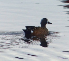 Blue-winged Teal